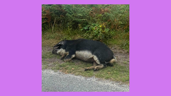 DOG FM is a cryptic dream committed to tape